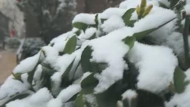 下雪了雪花飘落积雪树叶草地视频的预览图
